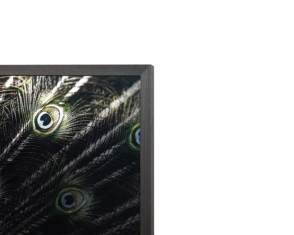 Brilliant Plumage - 72" X 48" - Charcoal Frame - Image 4