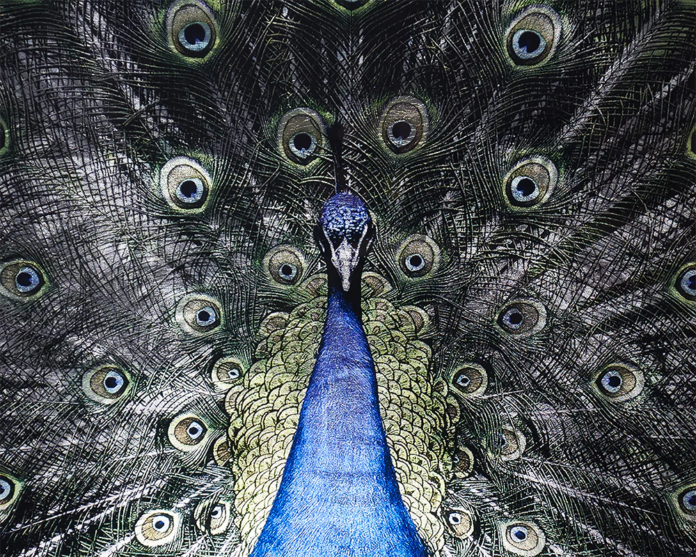 Brilliant Plumage - 72" X 48" - Charcoal Frame - Image 5