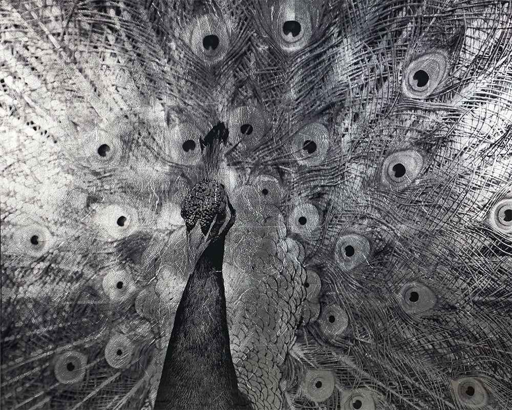 Courtship - 48" X 48" - Charcoal Frame - Image 4