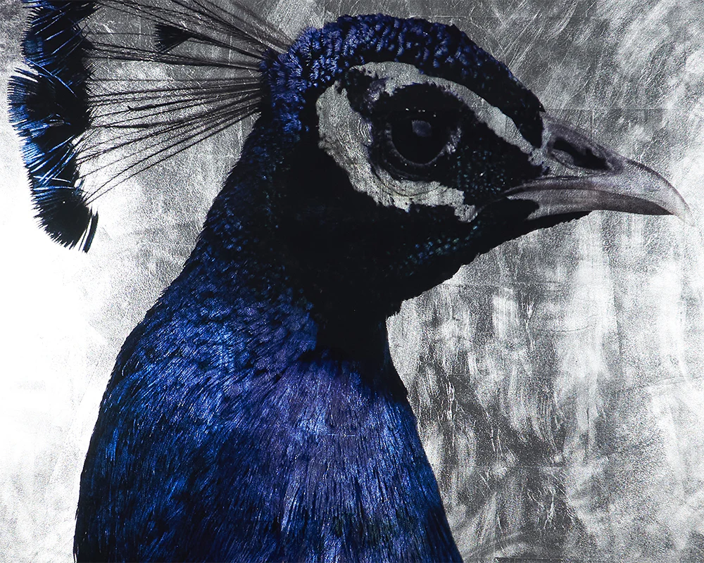 The Peacock - 48" X 72" - Charcoal Frame - Image 4